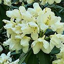 Rhododendron hort. Golden Torch