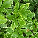 Pachysandra terminalis Variegata