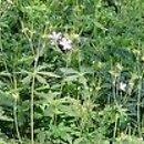 Geranium maculatum Espresso