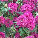 Rhododendron hort. F.D. Godman