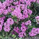 Rhododendron hort. Moon of Israel