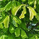 Aesculus hippocastanum Hampton Court Gold