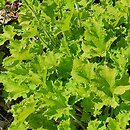 Heuchera Rex Lime