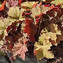 Heuchera Rex Dark Amber