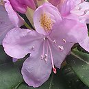 Rhododendron hort. Fastuosum Flore Pleno