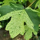 Acer campestre Pulverulentum