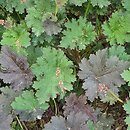 Heuchera Sashay