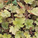 Heuchera Ginger Ale