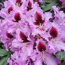 Rhododendron hort. Hachmanns Kabarett