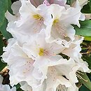 Rhododendron hort. Eskimo