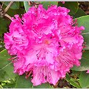 Rhododendron hort. Omega