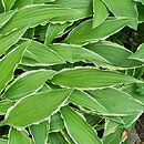 Hosta Stiletto