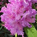 Rhododendron hort. Alfred