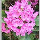 Rhododendron hort. Sham's Candy