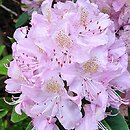 Rhododendron hort. La Candeur
