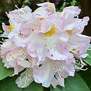 Rhododendron hort. Herme