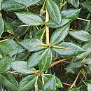 Berberis ×frikartii Telstar