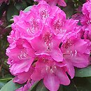 Rhododendron hort. Ignatius Sargent