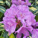 Rhododendron hort. Blattgold