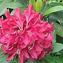 Rhododendron hort. Karl Naue