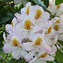 Rhododendron hort. Minnie