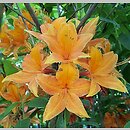 Rhododendron hort. Golden Eagle
