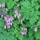 Dicentra eximia (serduszka wspaniała)