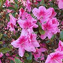 Rhododendron hort. Oslava