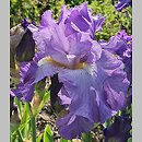 Iris hort. Striptease