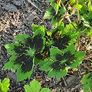 Geranium phaeum Samobor