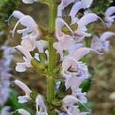 Salvia nemorosa Crystal Blue