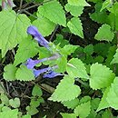 Meehania urticifolia (mehania pokrzywolistna)