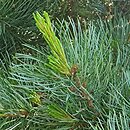 Pinus parviflora Negishi