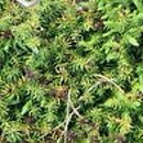 Cryptomeria japonica Monstrosa Nana
