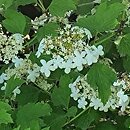 Viburnum opulus Compactum