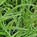 Carex-ozdobne Silver Sceptre