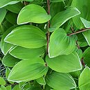 Polygonatum falcatum Variegatum