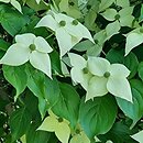 Cornus kousa ssp. chinensis Eurostar
