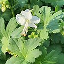 Geranium macrorrhizum White Ness