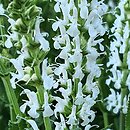 Salvia ×digenea