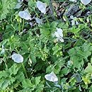 Linum perenne Nanum Album Diamant