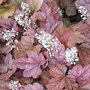 ×Heucherella Redstone Falls