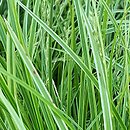 Carex dolichostachya Kaga-nishiki
