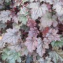 Heuchera Pewter Moon