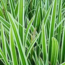 Carex morrowii Gold Band