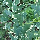 Quercus robur Argenteomarginata