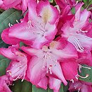 Rhododendron hort. Marabu