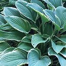 Hosta Tom Schmid