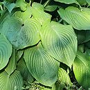 Hosta Jurassic Park