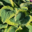 Hosta Northern Exposure